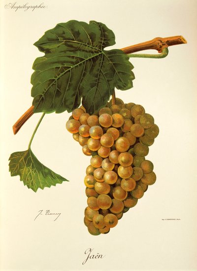 Jaen grape by Jules Troncy