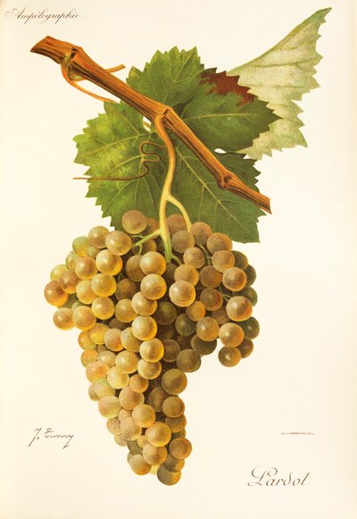 Lardot grape by Jules Troncy