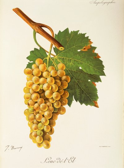 Lenc de l
