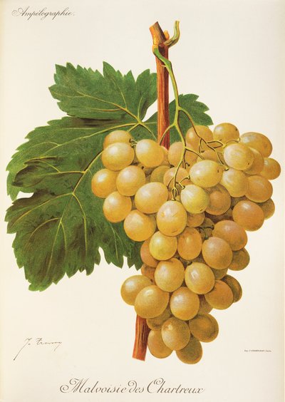 Malvoisie des Chartreux grape by Jules Troncy