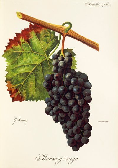 Manseng Rouge grape by Jules Troncy