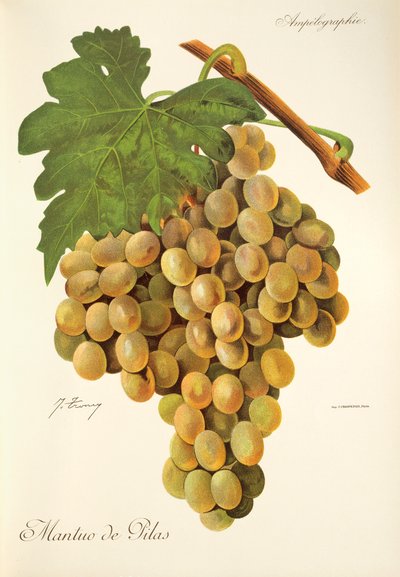 Mantuo de Pilas grape by Jules Troncy