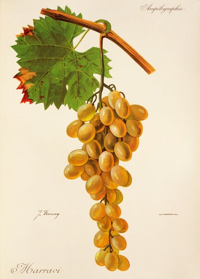 Marravi grape by Jules Troncy