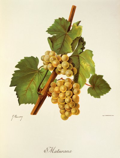Maturana grape by Jules Troncy