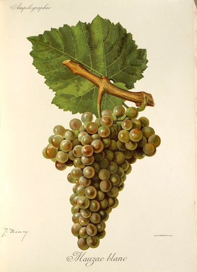Mauzac Blanc grape by Jules Troncy