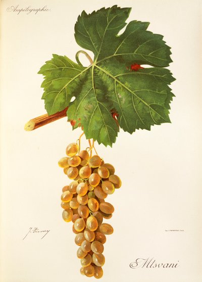 Mtsvani grape by Jules Troncy