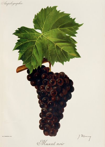 Muscat Noir grape by Jules Troncy