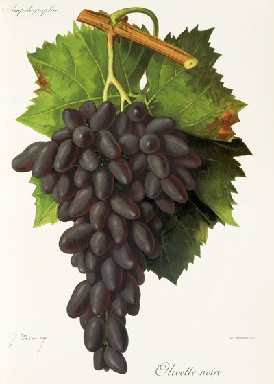 Olivette Noire Grape by Jules Troncy
