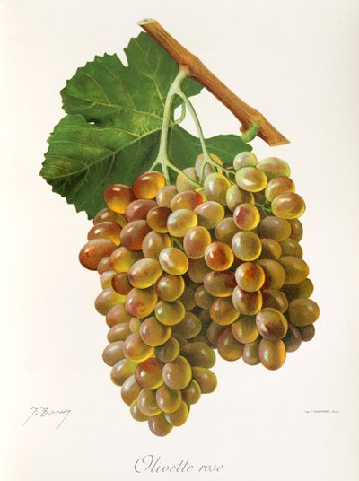 Olivette Rose Grape by Jules Troncy