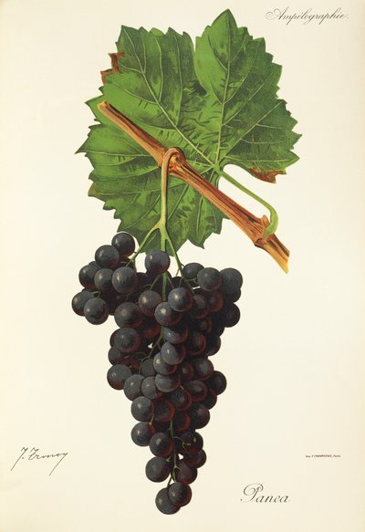 Panea grape by Jules Troncy