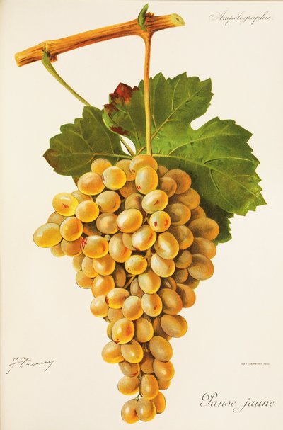 Panse Jaune Grape by Jules Troncy