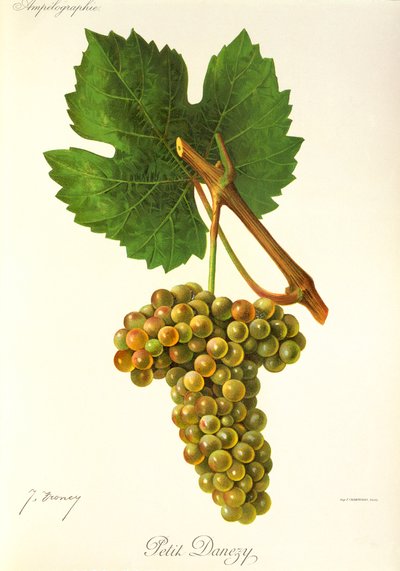 Petit Danezy Grape by Jules Troncy