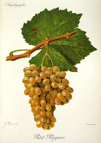 Petit Pelegarie grape by Jules Troncy