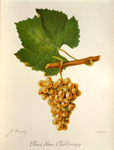 Pinot Blanc Chardonnay grape by Jules Troncy