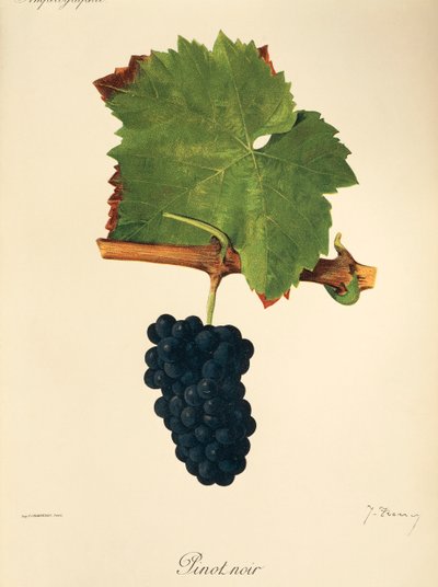 Pinot Noir Grape by Jules Troncy