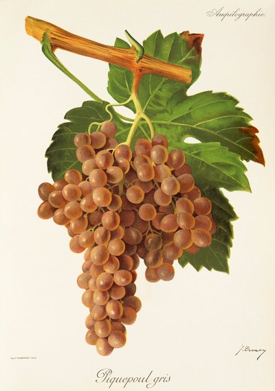 Piquepoul Gris Grape by Jules Troncy
