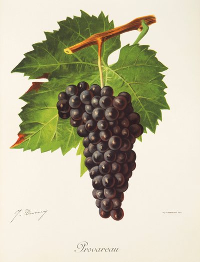 Provareau Grape by Jules Troncy