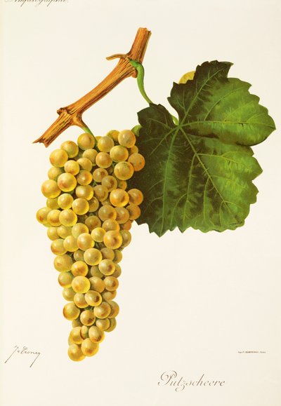 Putzscheere grape by Jules Troncy