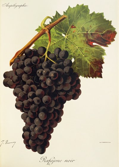 Rafajone Noir grape by Jules Troncy