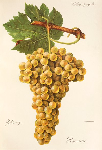 Raisaine grape by Jules Troncy