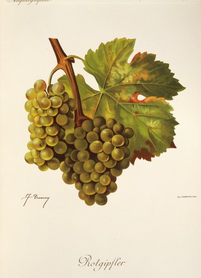 Rotgipfter grape by Jules Troncy