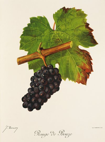 Rouge de Bouze grape by Jules Troncy