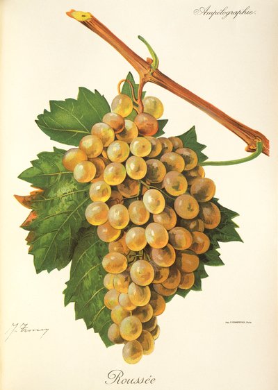 Roussee grape by Jules Troncy
