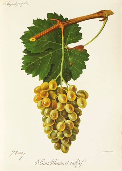 Saint-Jeannet Tardif Grape by Jules Troncy