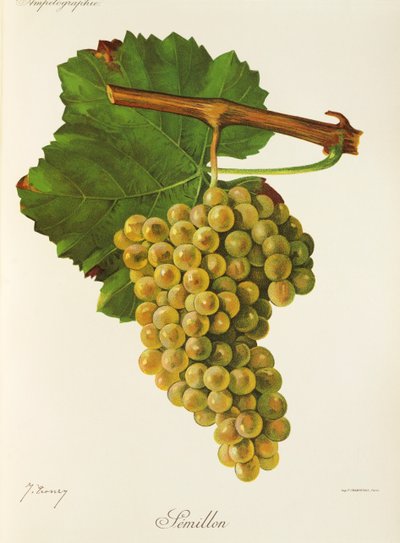 Semillon Grape by Jules Troncy