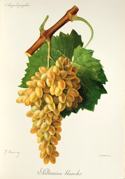 Sultanina Blanche grape by Jules Troncy