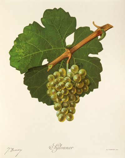 Sylvaner grape by Jules Troncy