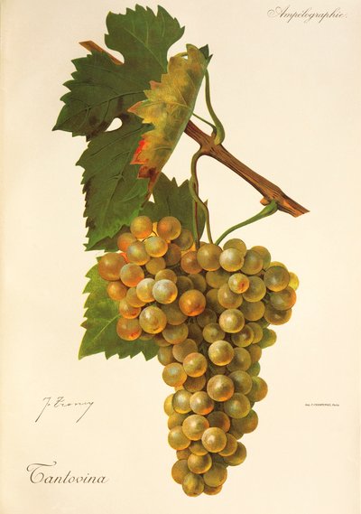 Tantovina grape by Jules Troncy