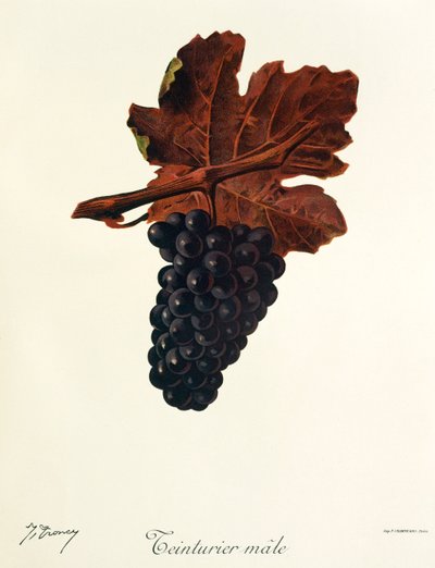 Teinturier Male grape by Jules Troncy