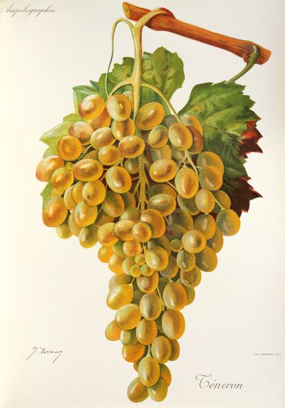 Teneron grape by Jules Troncy