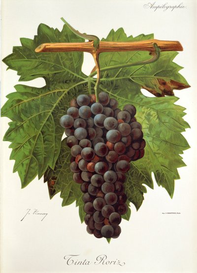 Tinta Roriz grape by Jules Troncy