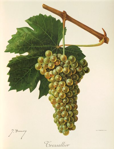 Tressallier Grape by Jules Troncy