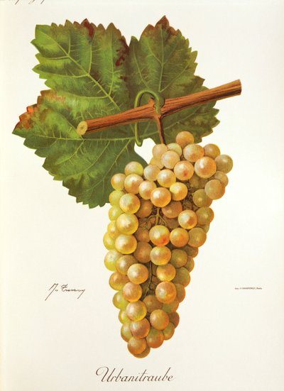 Urbanitraube grape by Jules Troncy