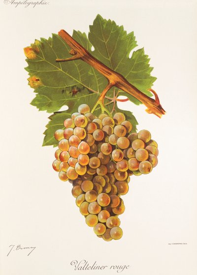 Valteliner Rouge grape by Jules Troncy