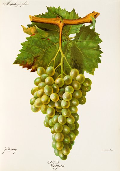 Verjus Grape by Jules Troncy