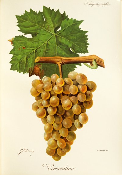Vermentino grape by Jules Troncy