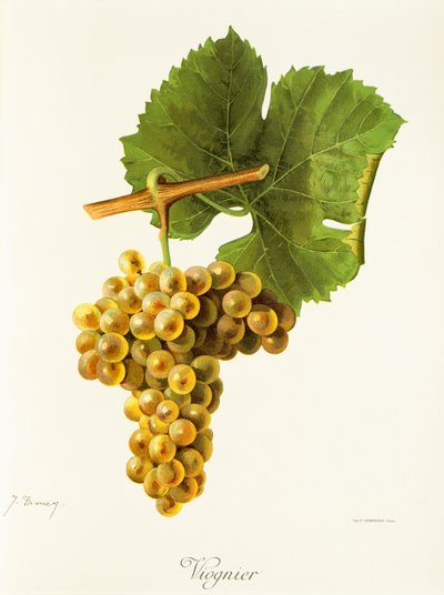 Viognier grape by Jules Troncy