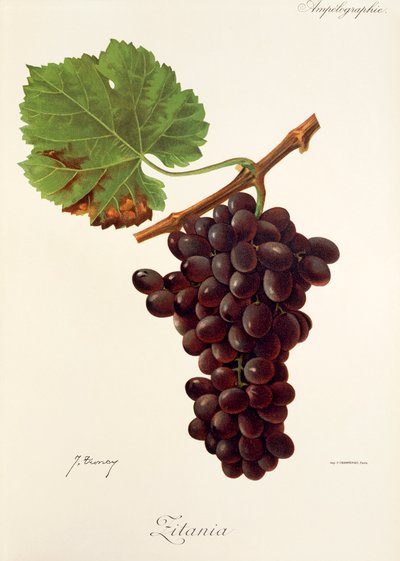 Zitania grape by Jules Troncy