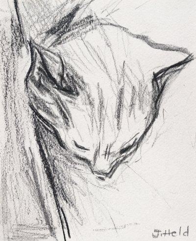 Sleeping Cat by Julie Held
