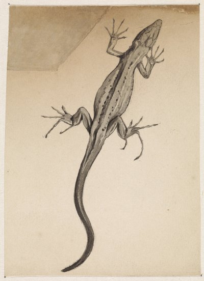 Lizard by Julie de Graag