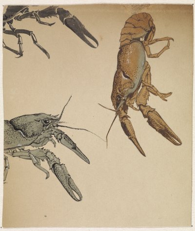 Sketches of Crayfish by Julie de Graag