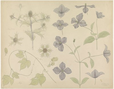 Study Sheet with Sea Holly, Hops, and Clematis by Julie de Graag