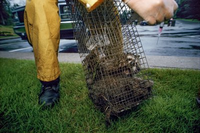 Rabies Vaccination, 2005 by Karen Kasmauski