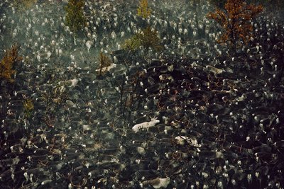 Reindeer Contaminated by Chernobyl Radiation by Karen Kasmauski