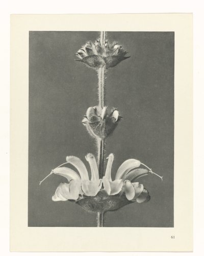 Plant Study by Karl Blossfeldt