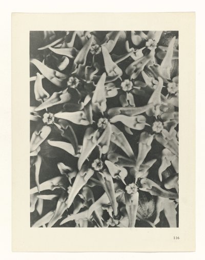 Plant Study by Karl Blossfeldt